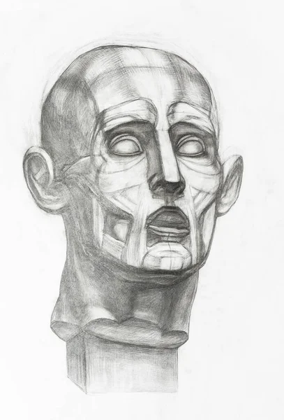 academic drawing - sketch of gypsum anatomical ecorche head hand-drawn by graphite pencil on white paper