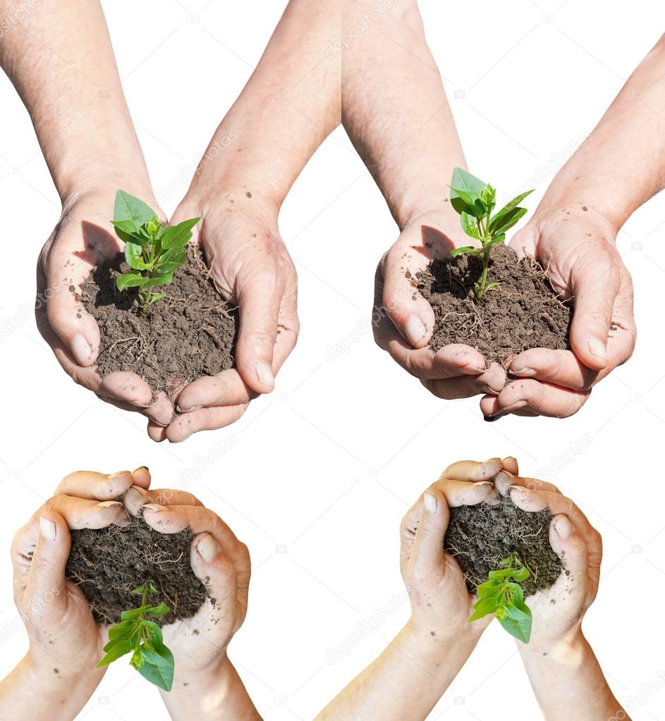 set of peasant hands with soil and green sprout