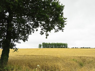 Normandiya'da olgun buğday ekimi