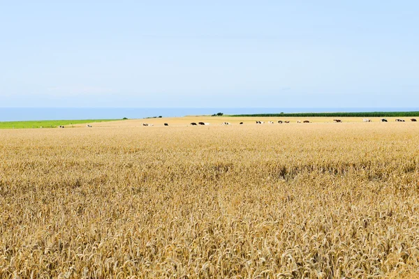 Champ de blé en Normandie sur la côte de la Manche — Photo