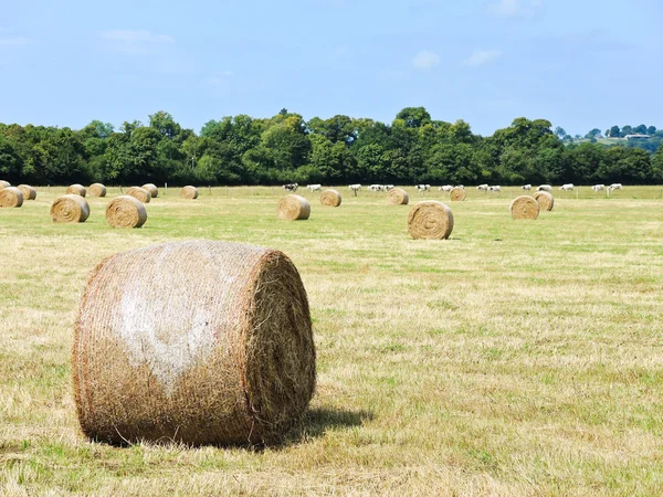 Harvested plantation with haystack rolls — Stock Photo, Image
