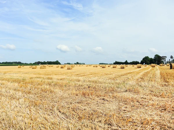 View of haystack rolls on harvested field — Stock Photo, Image