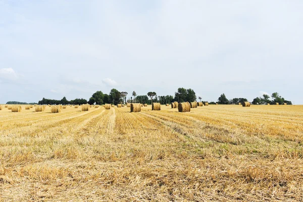 Scenic with haystack rolls on harvested field — Stock Photo, Image