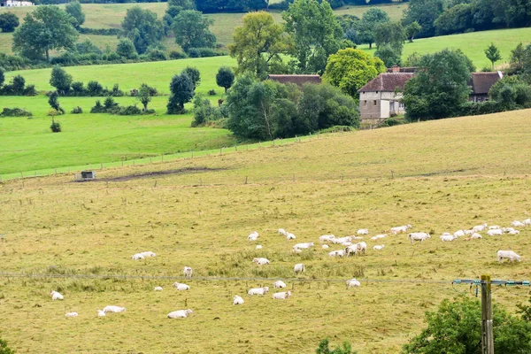 Troupeau de vaches broutant dans un champ récolté, Normandie — Photo