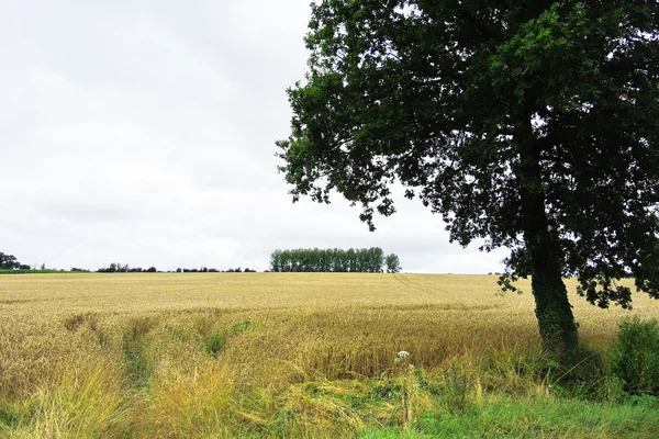 Champ de blé mûr en Normandie — Photo