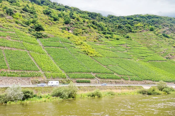 Vignoble sur les collines verdoyantes, le long de la rivière moselle — Zdjęcie stockowe
