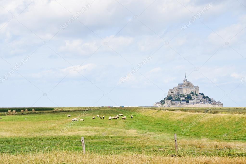 Flock of sheep near mont saint-michel abbey