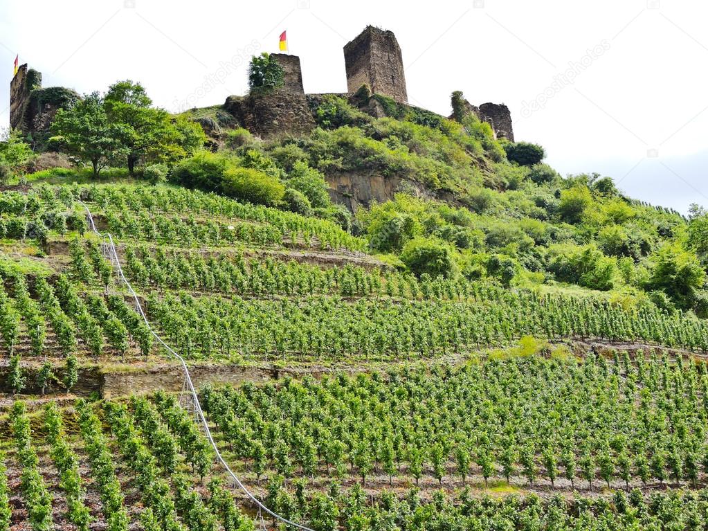 Vineyards under Metternich Castle in Moselle