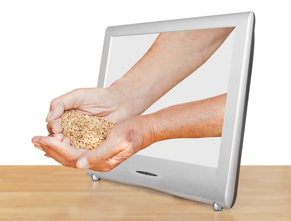 Farmer handful with grains leads out TV screen — Stock Photo, Image