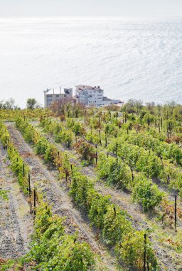 bağ Massandra bölgesi ve Karadeniz