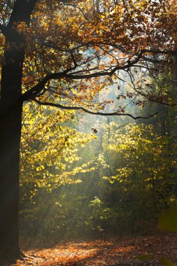 güneş ışığı glade sonbahar ormanda yaktı.