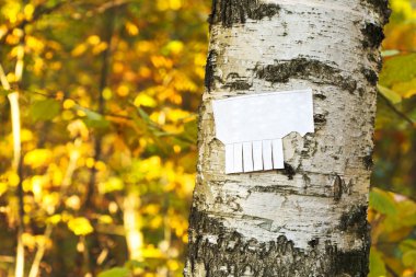 tear-off paper notice on birch trunk clipart