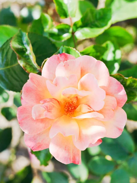 Rosa fresco rosa flor close-up — Fotografia de Stock