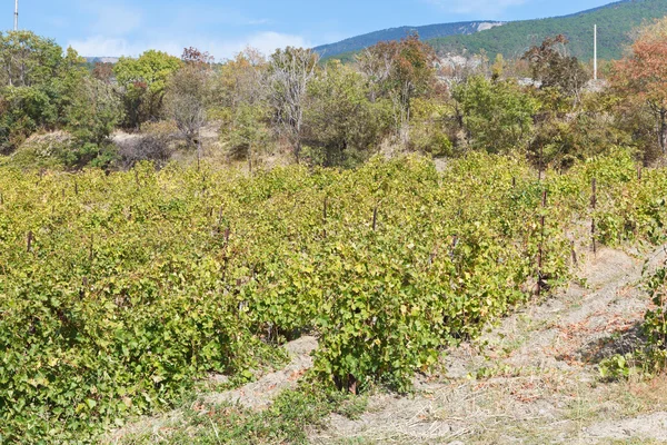 Vineyard in Massandra district of Crimea — Stock Photo, Image