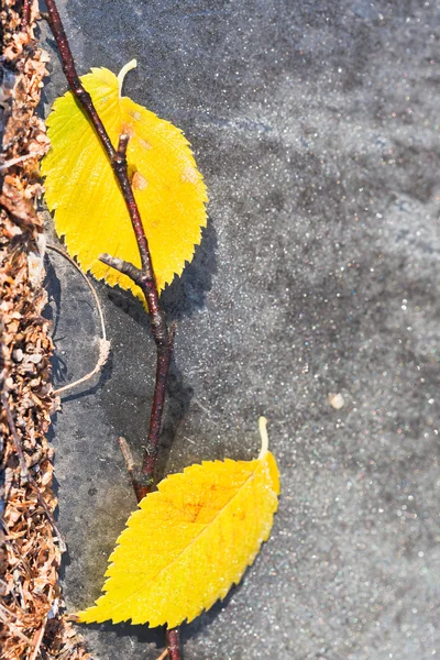 Frost och gula löv på trottoaren — Stockfoto