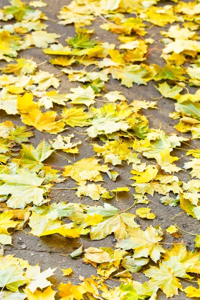 Fallen yellow maple leaves on pavement — Stock Photo, Image