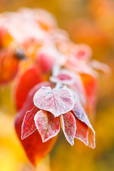 Givre sur les feuilles rouges gros plan en automne — Photo