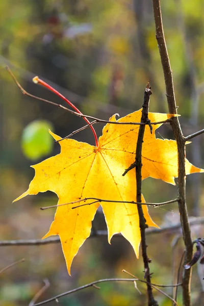 Last yellow fallen maple leaf on twig — Stock Photo, Image