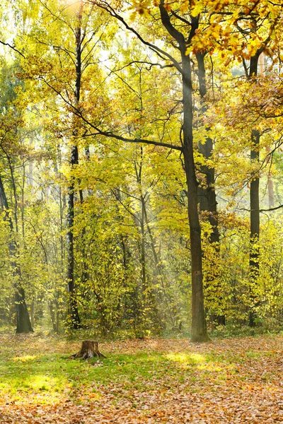Solskinnsbelyst skog – stockfoto