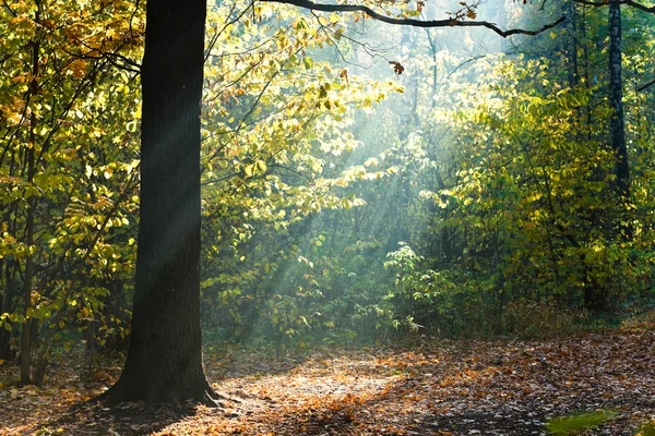 Solen strålar lyser glade i höst skog — Stockfoto