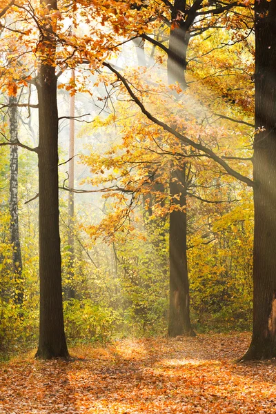 Solens strålar lyser glade i höst skog — Stockfoto