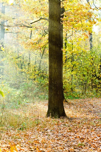 Sonnenstrahlen entzündeten Eiche im herbstlichen Wald — Stockfoto