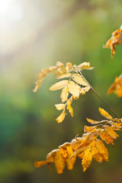 Zon verlicht gele bladeren in de herfst — Stockfoto