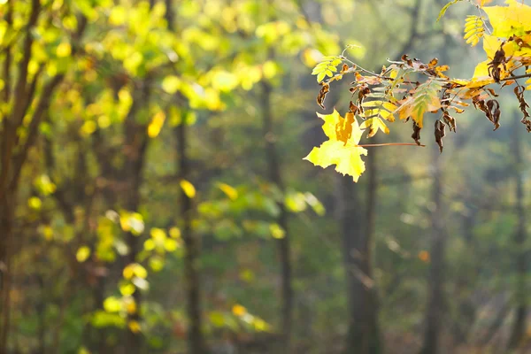 Dal ve yaprak ormanında sonbahar — Stok fotoğraf