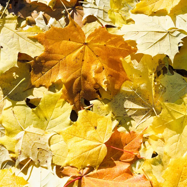 Brown and yellow maple leaf litter close up — Stock Photo, Image
