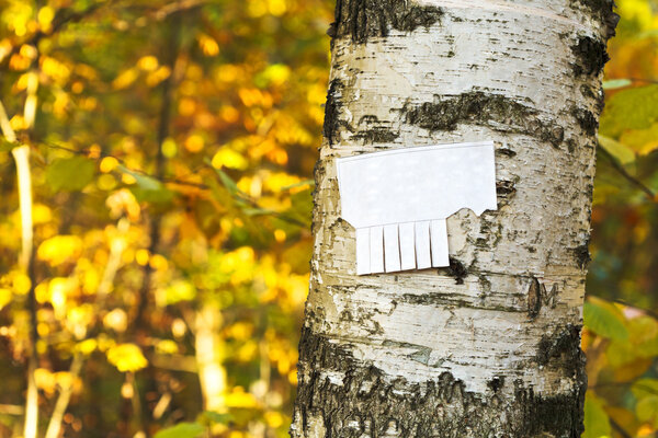 tear-off paper notice on birch trunk