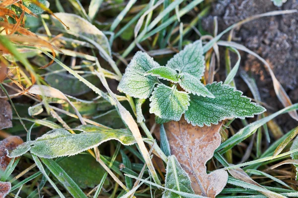 Raureif auf grünen Blättern der Brennnessel im Herbst — Stockfoto