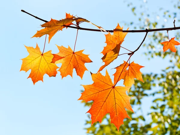 Twig met gele en oranje bladeren in de herfst — Stockfoto