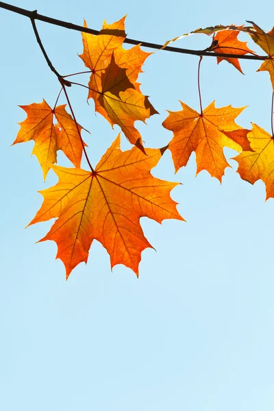 Twig met gele en oranje bladeren — Stockfoto