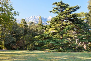 çim sonbahar parkında Alupka (Vorontsov)