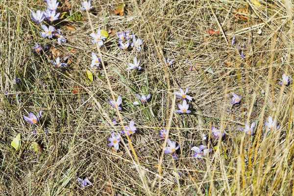 Colchicum autumnale flower on autumn lawn, Crimea — Stock Photo, Image