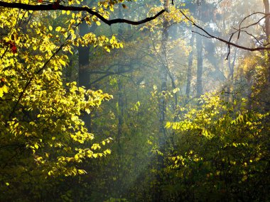 Güneş ışınları aracılığıyla pus Güz