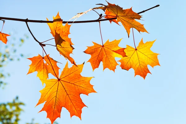 Yellow and orange leaves in sunny morning — Stock Photo, Image