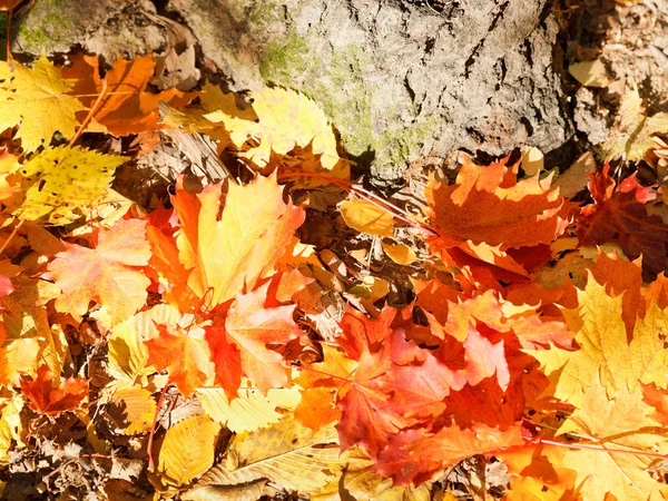 Hojas de arce rojo y amarillo cerca del árbol — Foto de Stock