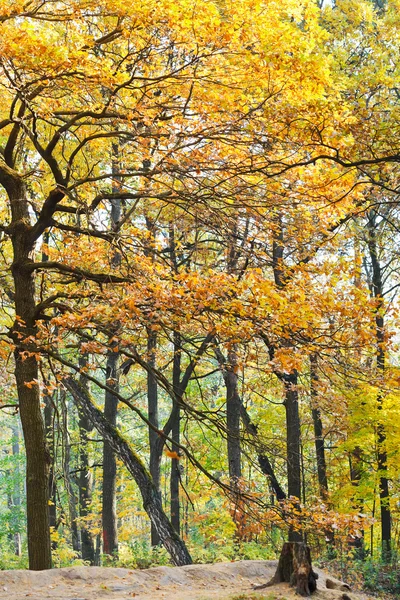 Gele en oranje eiken bomen in de herfst — Stockfoto