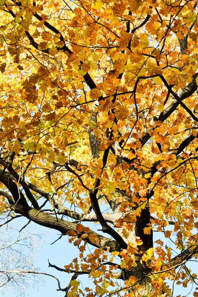 Yellow crown of maple tree in autumn — Stock Photo, Image