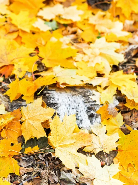 Dried trunk and fallen maple leaves — Stock Photo, Image