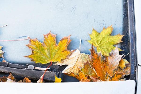 Gelo su foglie di acero giallo cadute — Foto Stock