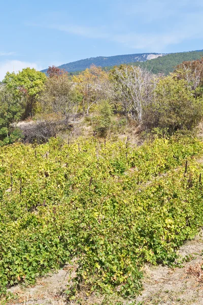 Виноградник в Массандровском районе Крыма — стоковое фото