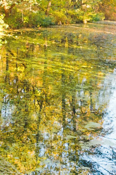 Żółte drzewa odbite w wodzie stawu — Zdjęcie stockowe
