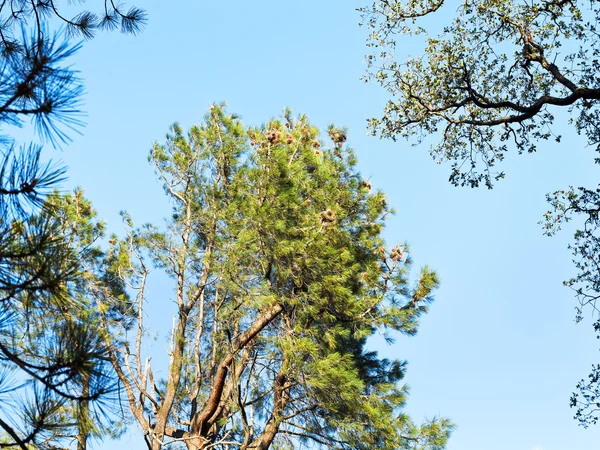 Corona de árbol de secuoya en otoño — Foto de Stock