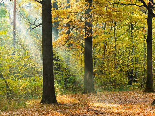 Sunbeam lyser gräsmattan i höst skog — Stockfoto