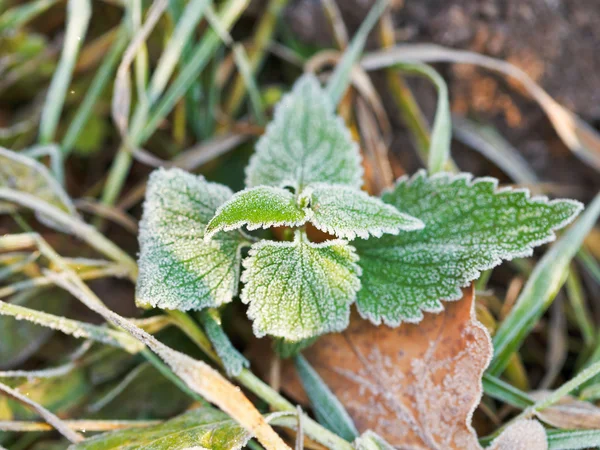 Frost on green leaves of nettle in autumn — Stock Photo, Image
