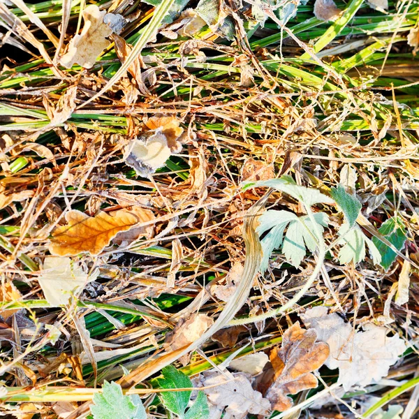 Erster Frost auf getrocknetem Gras im Herbst — Stockfoto