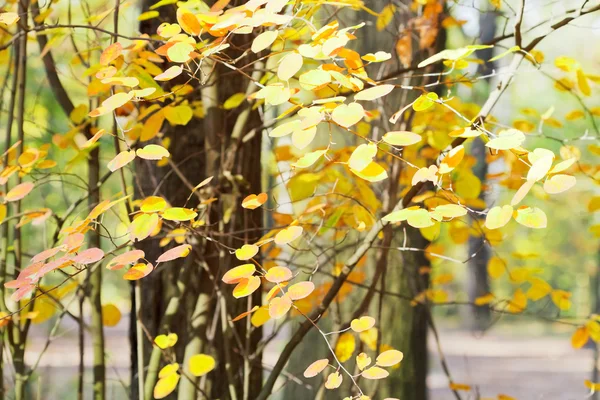 Yellow leaves on branches in autumn — Stock Photo, Image