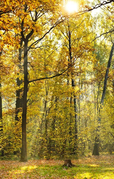 Лесной газон, освещаемый солнечным светом — стоковое фото